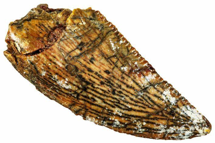 Serrated, Raptor Tooth - Real Dinosaur Tooth #296216